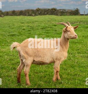 Goldene Guernsey Ziege Stockfoto