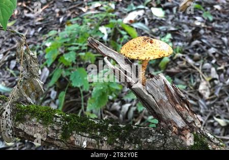 Allein der Pilz wächst durch trockene Baumstämme im Wald Stockfoto