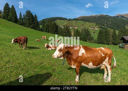 Kühe auf Almwiesen, Hamlet Gemais, Tuxertal, Zillertaler Alpen, Tirol, Österreich Stockfoto