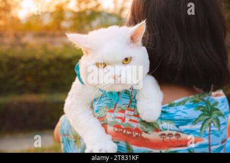 Eine Asiatin trägt abends eine weiße Perserkatze auf dem Rasen. Eine persische Katze, die wegen Sauberkeit kurz geschnitten wurde Stockfoto