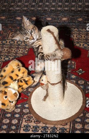 Ein Tabby-Kätzchen, das mit Spielzeug spielt und auf einen Kratzbaum klettert Stockfoto