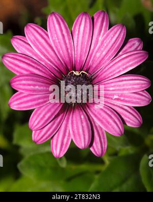 Eine weiße Krabbenspinne (Thomisus onustus) wartet auf Beute auf einer rosa Osteospermum-Blume in einem mediterranen Garten Stockfoto