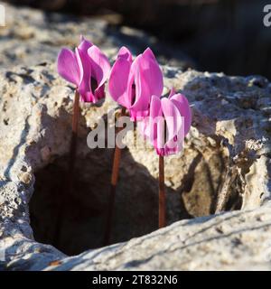 Efeblättrige Cyclamen (Cyclamen hederifolium) Blüten aus einem Loch in einem Felsen in Griechenland Stockfoto