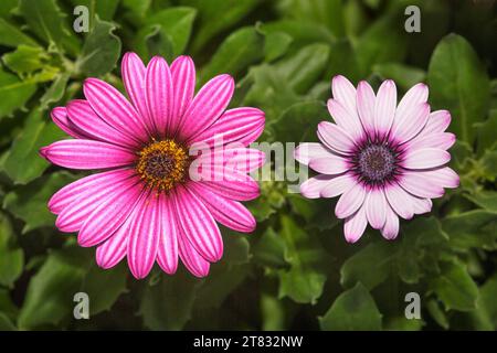 Nahaufnahme von zwei rosa und violetten Osteospermum-Blüten (African Daisy) in einem mediterranen Garten Stockfoto