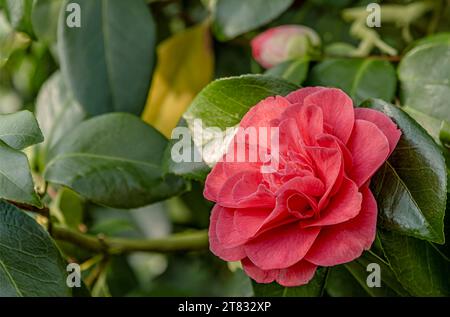 Großaufnahme der Roten Kamelie Japonica, Herme Red Blumen im Landschloss Zuschendorf, Sachsen, Deutschland Stockfoto