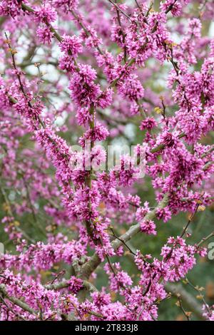 Cercis siliquastrum, allgemein bekannt als Judas-Baum oder Judas-Baum. Dunkelrosa Blüten im späten Frühling/Frühsommer Stockfoto