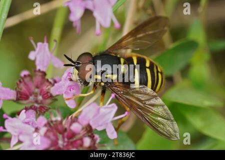 Natürliche Nahaufnahme auf einem Yellow Barred Peat Hoverfly, Sericomyia silentis auf einer lilafarbenen Thymianblume Stockfoto