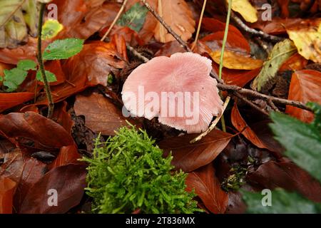 Natürliche Nahaufnahme auf einem einzelnen Rosy-Kopfpilz, Mycena rosea, auf dem Waldboden Stockfoto