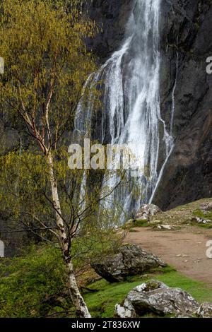 Aber Falls in der Nähe von Abergwyngregyn in Gwynedd, Nordwales. Eine Silberbirke mit Katzetten neben dem Wasserfall. Stockfoto