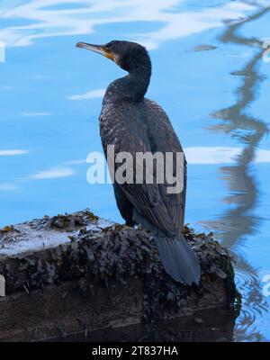 Ein Kormorant macht eine Pause zwischen der Jagd im Hafen von Scarborough. Das Gefieder ist gut geölt, aber nicht vollständig wasserbeständig. Stockfoto