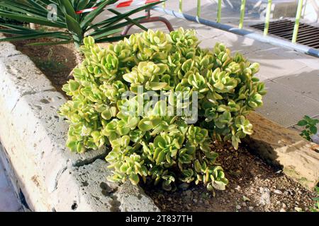 Crassula ovata, Jadepflanze oder Geldbaumstrauch vor einem Haus in Malta Stockfoto