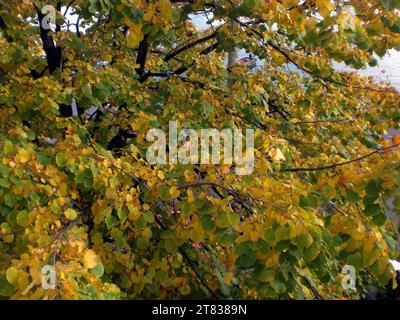 Getrocknete tilia gelbe Blätter auf Herbstnähe Stockfoto