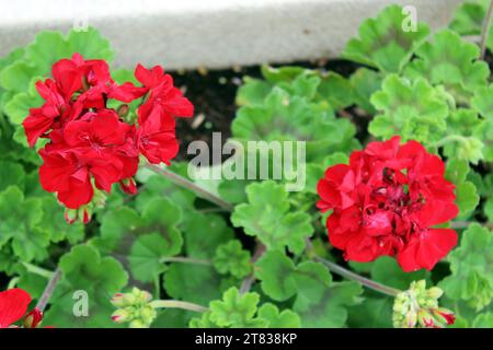 Red Pelargonium zonale, auch bekannt als Hufeisengeranie Stockfoto