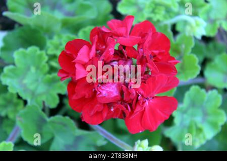 Red Pelargonium zonale, auch bekannt als Hufeisengeranie Stockfoto