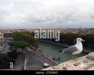 Möwe auf der Engelsburg in Rom, Italien Stockfoto