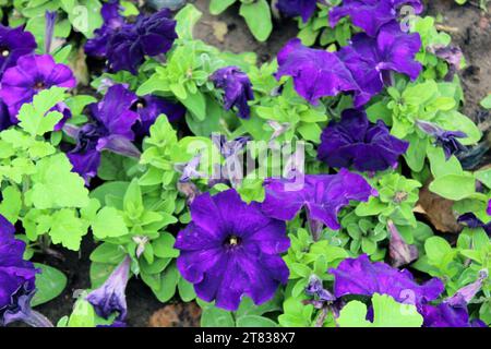 Lila Petunie als Blumenbeet auf einer Straße in der Nähe Stockfoto