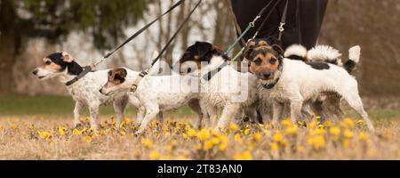 Hundegesitter läuft mit vielen Hunden an der Leine in der schönen Natur im Frühling der Saison. Eine Packung Russell Terrier. Stockfoto