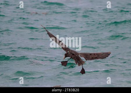 Riesensturmvogel, Halbinsel Valdes, UNESCO-Weltkulturerbe, Provinz Chubut, Patagonien, Argentinien. Stockfoto