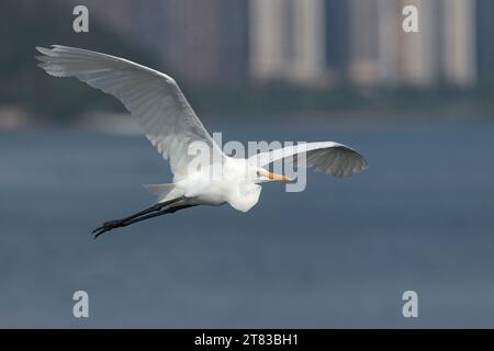 Großreiher (Ardea alba), Einzelvogel im Flug, Tolo Harbour, Hongkong, China Stockfoto