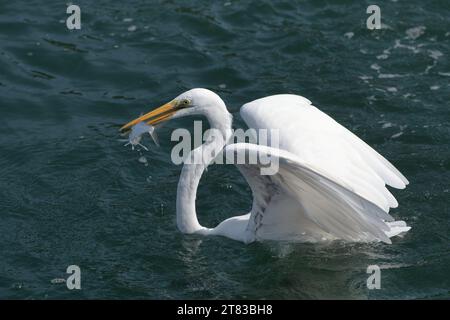 Großer Egret (Ardea alba), Tolo Harbour, Hongkong, China Stockfoto
