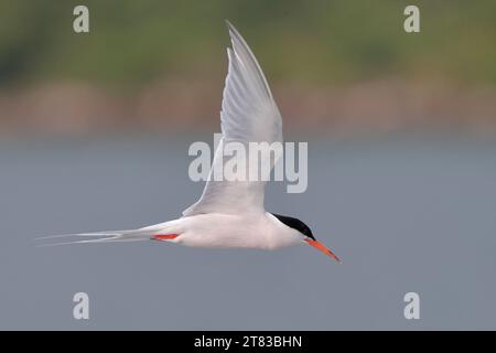 Roseatenzer (Sterna dougallii) im Flug, Erwachsener im Zuchtgefieder, auf Augenhöhe, Tolo Harbour, Hongkong, China Stockfoto