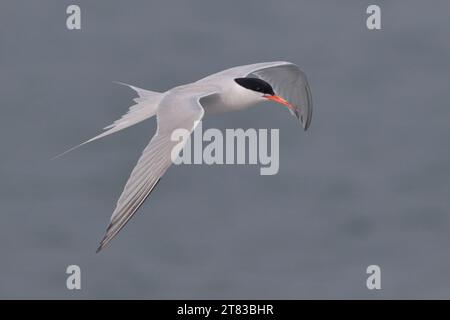 Roseatenzer (Sterna dougallii) im Flug, Erwachsener im Zuchtgefieder, auf Augenhöhe, Tolo Harbour, Hongkong, China Stockfoto