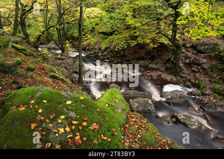 Atemberaubendes Bild der Herbstlandschaft mit Wäldern und goldenen Blättern und dem Fluss, der durch das tiefe Tal fließt Stockfoto