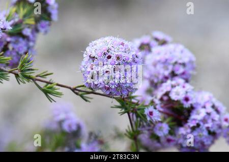 Rosafarbene Blüten der einheimischen Western Australian Plumed Feather Flower, Verticordia plumosa, Familie Myrtaceae. Endemit von Sträuchern, Heiden. Mallee Schalter WA Stockfoto