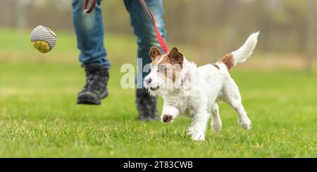 russell Terrierhund fährt mit seinem Besitzer Stockfoto