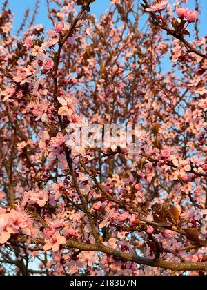 Ein wunderschöner Frühlingsspaziergang mit blühenden Bäumen Stockfoto