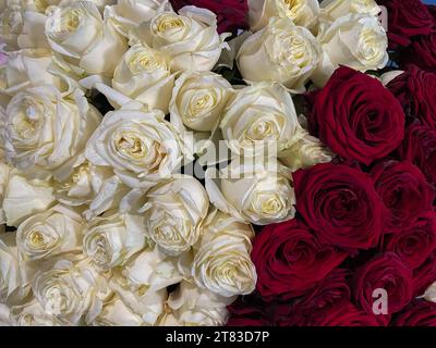 Viele Rosen weiße und rote Blüten als Hintergrund Stockfoto