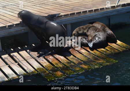 Robben schlafen in der Sonne auf einem Steg am Ufer von Kapstadt, Südafrika. Stockfoto