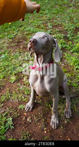 Porträt eines Weimaraner Welpen auf natürlichem Hintergrund Stockfoto