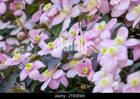 Clematis Montana Rubens (Montana-Gruppe), mauvenrosa Blüten im Mai Stockfoto
