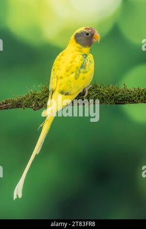 Pflaumenkopfsittich, Psittacula cyanocephala pied-Mutation Stockfoto