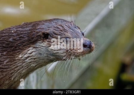 Eurasischer Otter (Lutra lutra) unreif mit nassem Fell, das wachsam aussieht. Stockfoto