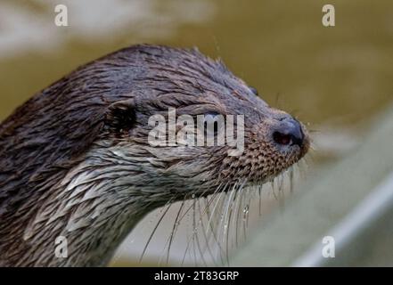 Eurasischer Otter (Lutra lutra) unreif mit nassem Fell, das wachsam aussieht. Stockfoto