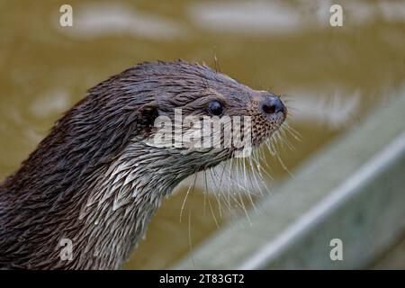 Eurasischer Otter (Lutra lutra) unreif mit nassem Fell, das wachsam aussieht. Stockfoto