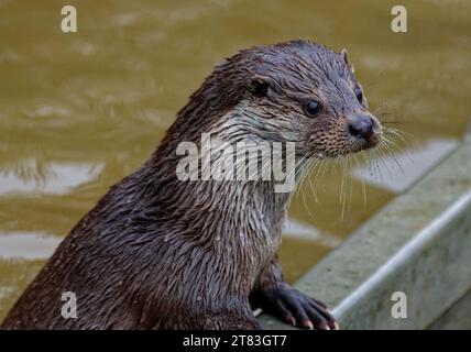 Eurasischer Otter (Lutra lutra) unreif mit nassem Fell, das wachsam aussieht. Stockfoto