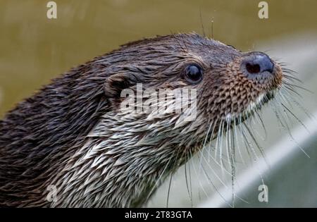 Eurasischer Otter (Lutra lutra) unreif mit nassem Fell, das wachsam aussieht. Stockfoto
