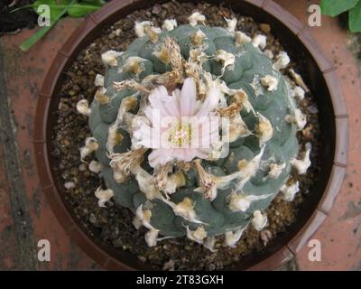 Lophophora williamsii „Peyote“ Stockfoto