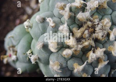 Lophophora williamsii „Peyote“ Stockfoto