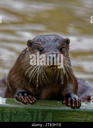 Eurasischer Otter (Lutra lutra) unreif mit nassem Fell, das wachsam aussieht. Stockfoto