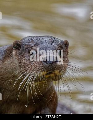 Eurasischer Otter (Lutra lutra) unreif mit nassem Fell, das wachsam aussieht. Stockfoto