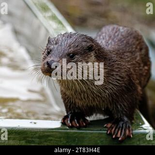Eurasischer Otter (Lutra lutra) unreif mit nassem Fell, das wachsam aussieht. Stockfoto