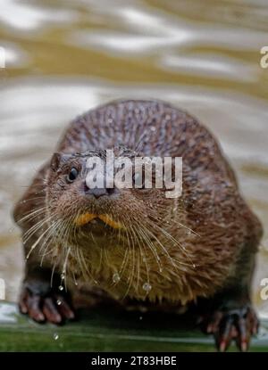 Eurasischer Otter (Lutra lutra) unreif mit nassem Fell, das wachsam aussieht. Stockfoto