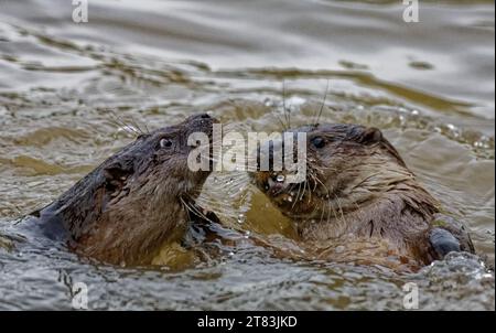 Eurasische Otter (Lutra lutra) Jungtiere spielen im Wasser. Stockfoto