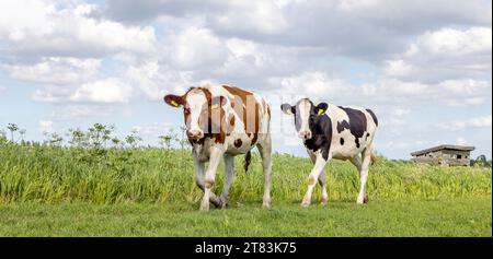 2 Kühe, die auf ein Feld zugehen, Seitenansicht und zweifarbig rot-schwarz-weiß, Milchvieh in voller Länge, blauer Himmel und Horizont über Land im N Stockfoto