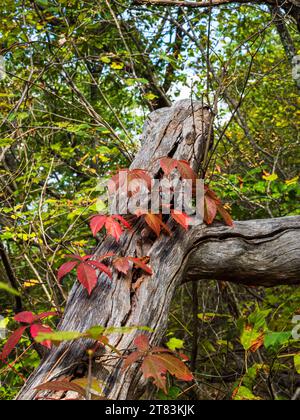 Virginia Creeper, Parthenocissus quinquefolia, ist ein zügelloser Kletterer. Es wird üblicherweise verwendet, um Wände großer Häuser zu bekleiden. Er trägt unauffälligen Fluss Stockfoto