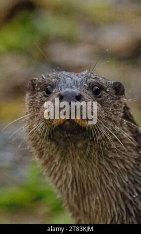 Eurasischer Otter (Lutra lutra) unreif mit nassem Fell, das wachsam aussieht. Stockfoto